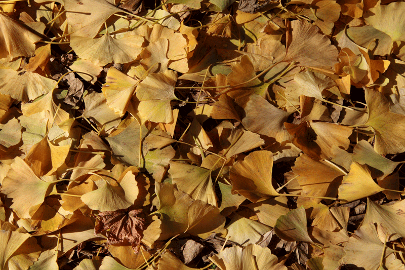 natuurenstructuur-herfstbladeren05