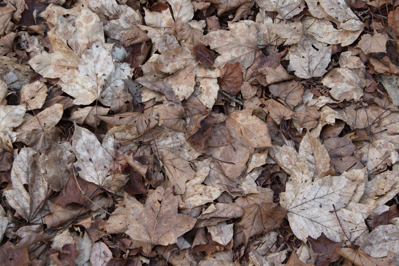 natuurenstructuur-herfstbladeren07
