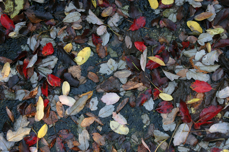 natuurenstructuur-herfstbladeren13